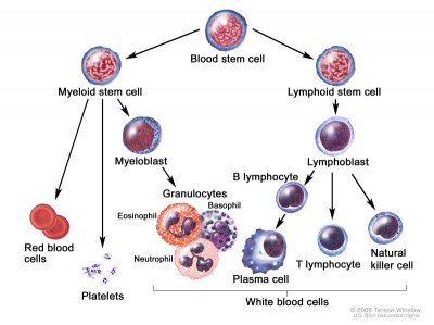 Blood cell development. A blood stem cell goes through several steps to become a red blood cell, platelet, or white blood cell.